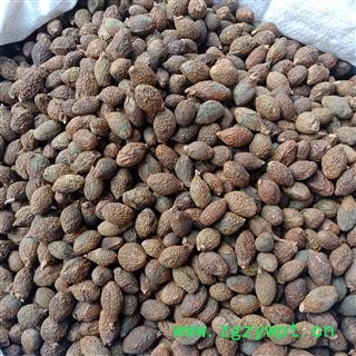 胖大海 大海正品保证实图拍照 中药材批发 丽丽药业图3