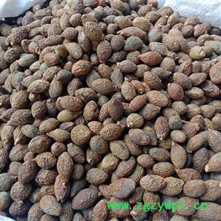 胖大海 大海正品保证实图拍照 中药材批发 丽丽药业图4