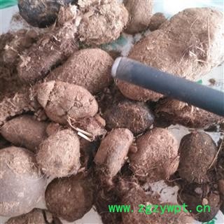 诺源药材行羊草结 草结 羊胲子 西格格图2