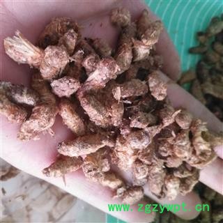 诺源药材行雄蚕蛾 晚蝉蛾 原蝉蛾 蚕蛾 天蛾雄蚕蛾粉图2