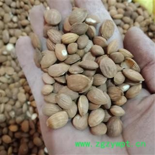 丽丽药业 桃仁山桃仁苦仁 中药材批发 正品保证实图拍照7天无理由退货退款图3