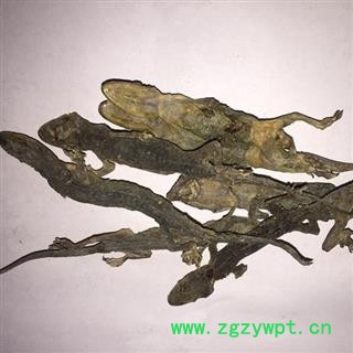 诺源药材行中药材优质国产壁虎 另有进口货图2