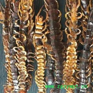安祁名药优质蜈蚣 蜈蚣皮 选货大条 广西图2