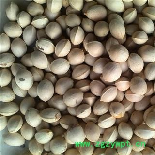 白果 白果统货 产地 江苏 华美中药 产地直销 重在品质图2