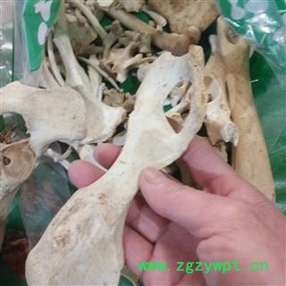 安祁名药正品中药材新货 狗骨头 狗骨图2
