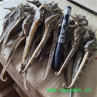 安祁名药海龙海马   海马  大海马图2