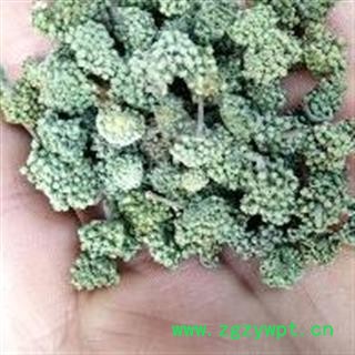 三七花 两年生三七花无柄小选货 产地 云南省文山壮族苗族自治州图2