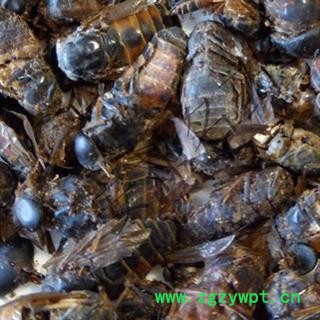 安祁名药虻虫产地 内蒙古自治区图2