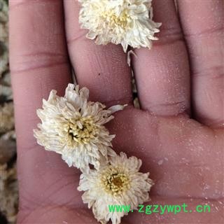 贡菊花 无硫 菊花   产地 安徽黄山图3