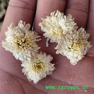 贡菊花 无硫 菊花   产地 安徽黄山图2