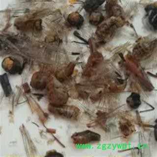 安祁名药中药材蜻蜓 红蜻蜓图2