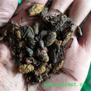 安祁名药蜘蛛  草蜘蛛图2