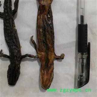 安祁名药羌活鱼  秉氏鲵  杉木鱼图3