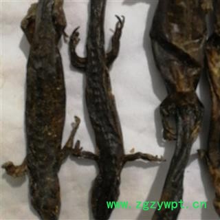 安祁名药羌活鱼  秉氏鲵  杉木鱼图2