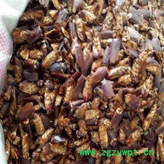 安祁名药正品蟑螂  偷油婆图2