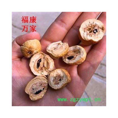 川楝子 好统货 道地良药 物美价廉 含量充足 买货认准福康万家 产地 四川省