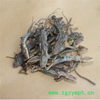 天龙  守宫 统 产地 河南省图2