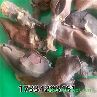 厚朴花 别称赤朴 川朴 淡伯 厚朴图3