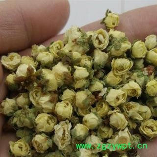 安祁名药白梅花 绿萼梅图2