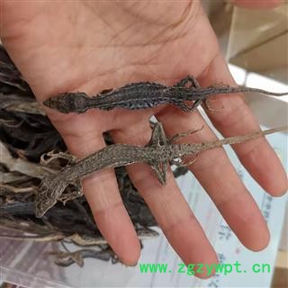 瑞森药材行 中药材麻蜥蜴 蜥蜴 沙蜥蜴图4