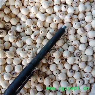 丽丽药业 白莲子 去芯白莲子中药材批发 精品选货实图拍照7天无理由退货退款图4