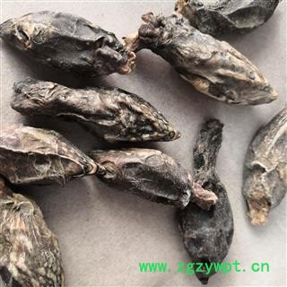 诺源药材行中药材鳖首 鳖头图3