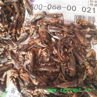 诺源药材行正品中药材蟋蟀 蛐蛐  产地 山东图3