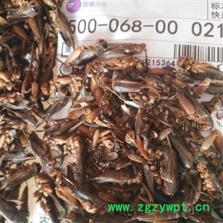 诺源药材行正品中药材蟋蟀 蛐蛐  产地 山东图2