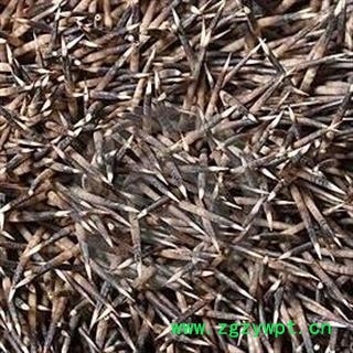 诺源药材行中药材刺猬针   刺猬皮 刺猬骨图2