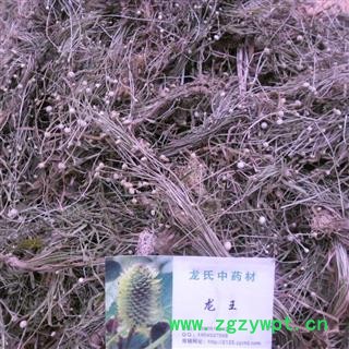 谷精草 精品货 产地 四川省成都市双流县图2