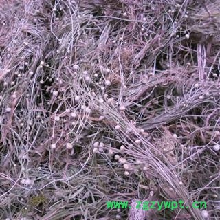 谷精草 精品货 产地 四川省成都市双流县图4