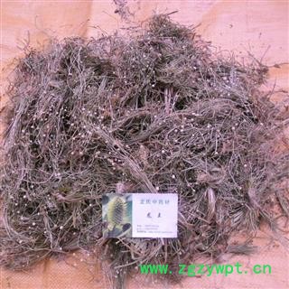 谷精草 精品货 产地 四川省成都市双流县图3