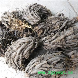 昏鸡头；绵马贯众 统货 产地 四川省成都市双流县图2