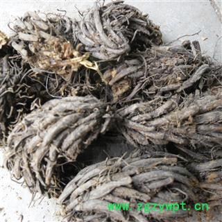 昏鸡头；绵马贯众 统货 产地 四川省成都市双流县图3