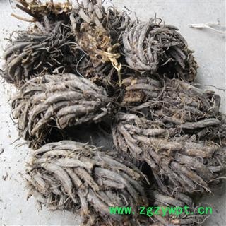 昏鸡头；绵马贯众 统货 产地 四川省成都市双流县图4