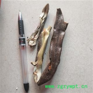 诺源中药材石龙子  四脚蛇图2