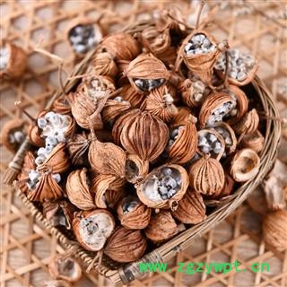 川砂仁 砂仁正品保证质量 中药材批发 丽丽药业图3