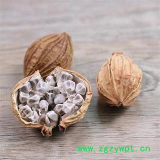 川砂仁 砂仁正品保证质量 中药材批发 丽丽药业图2