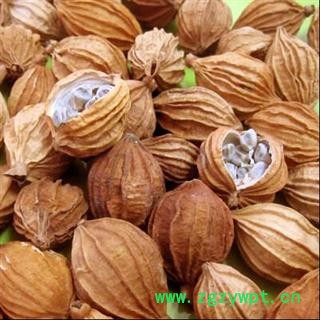 川砂仁 砂仁正品保证质量 中药材批发 丽丽药业图4