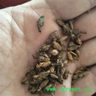 诺源中药材正品清水金沙牛  蚁狮 倒车虫图2