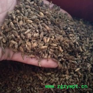 诺源中药材正品清水金沙牛  蚁狮 倒车虫图3