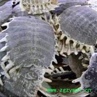 诺源药材行中药材鳖甲 生鳖甲 制鳖甲图3