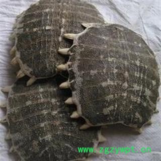 诺源药材行中药材鳖甲 生鳖甲 制鳖甲图2