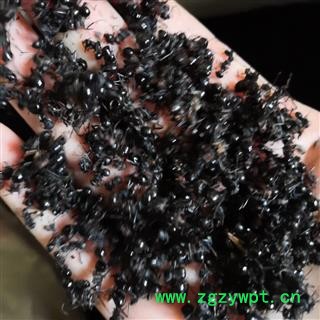 诺源药材行正品够含量黑蚂蚁 云南黑蚂蚁图2