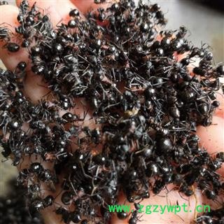 诺源药材行正品够含量黑蚂蚁 云南黑蚂蚁图3