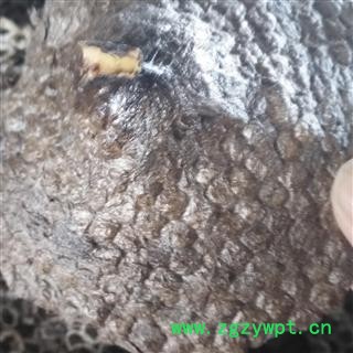 诺源药材行蜂房 露蜂房 蜂肠 马蜂窝 蜂巢 马蜂包图3