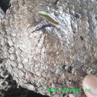 诺源药材行蜂房 露蜂房 蜂肠 马蜂窝 蜂巢 马蜂包图2