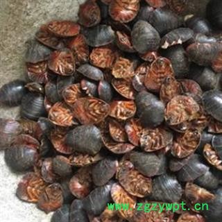 安祁名药正品土鳖虫  土元图2