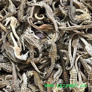 安祁名药正品海马 5克海马 优质海马图2