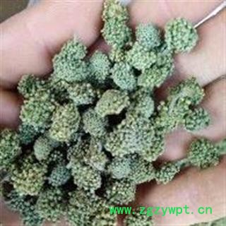 三七花 三年生三七花无柄大选货 产地 云南省文山壮族苗族自治州图3